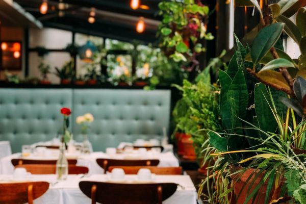 Cozy restaurant with wooden chairs, white tablecloths, potted plants, and hanging lights.